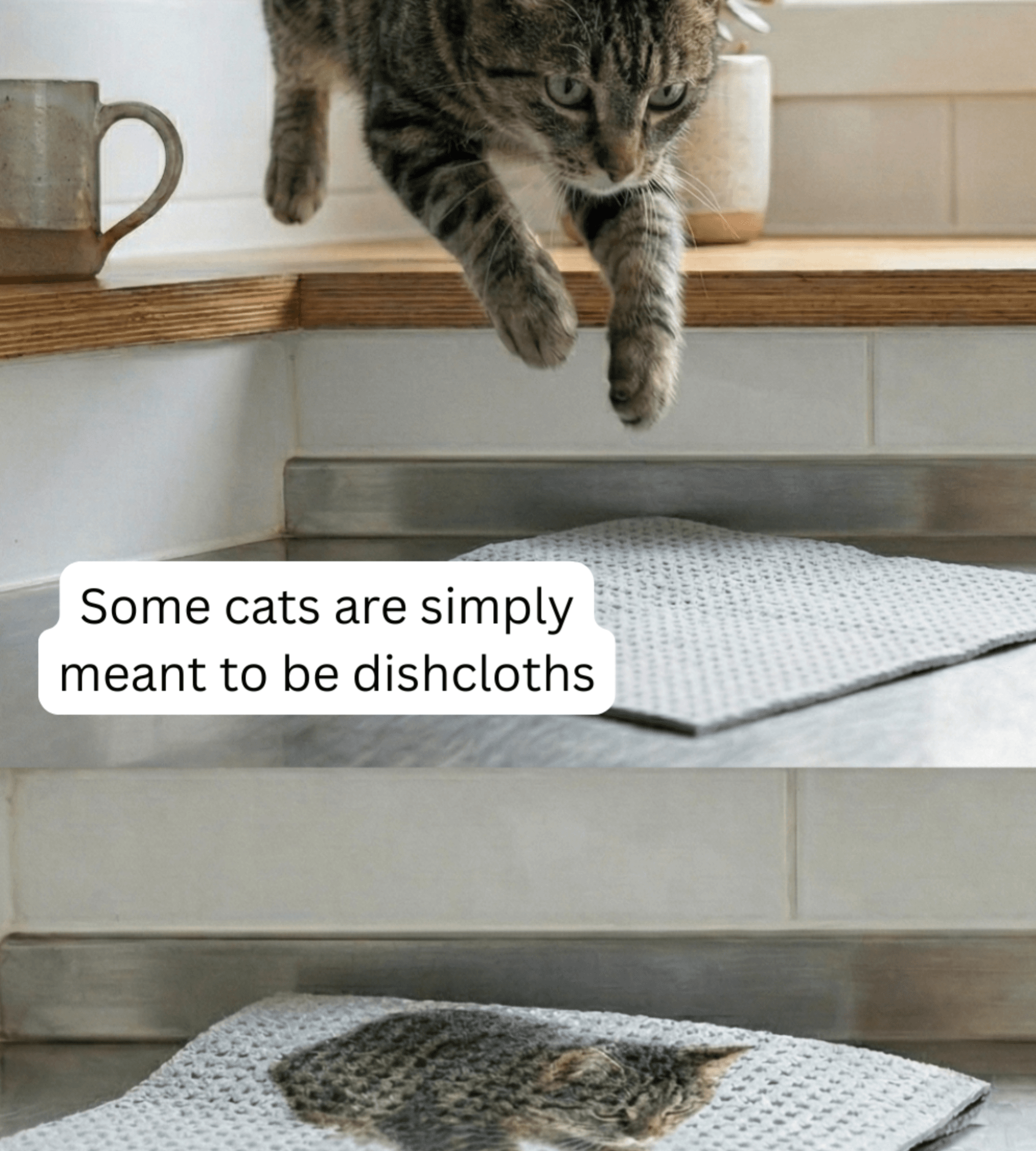 Katteviskestykke Skæbne